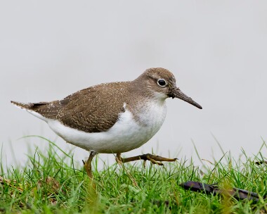 commonsandpiper040911 Common Sandpiper Cley, Norfolk