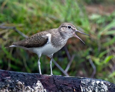 commonsandpiper050614 Common Sandpiper Craigellachie, Scotland