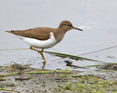 commonsandpiper170411 Common Sandpiper Eairy Dam, Isle of Man