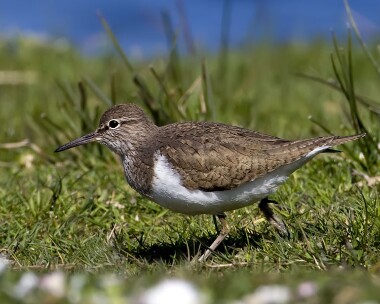commonsandpiper180409 Common Sandpiper Smeale, Isle of Man