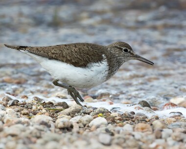 commonsandpiper200616 Common Sandpiper Lochindorb, Scotland