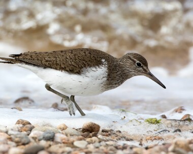 commonsandpiper200616b Common Sandpiper Lochindorb, Scotland