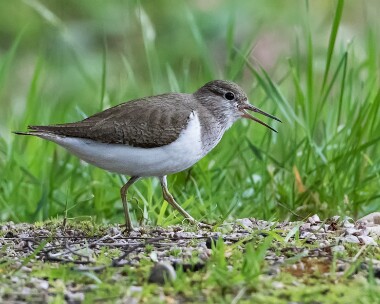 commonsandpiper200616c Common Sandpiper Craigellachie, Scotland