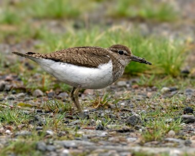 commonsandpiper300623 Common Sandpiper Fersit, Scotland