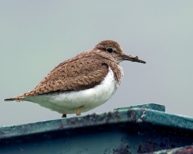 commonsandpiper300623b Common Sandpiper Fersit, Scotland