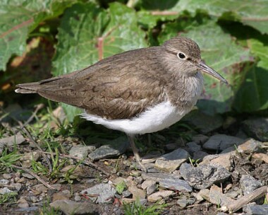 commonsandpiper6 Common Sandpiper Eairy Dam, Isle of Man