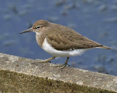 commonsandpiper7 Common Sandpiper Eairy Dam, Isle of Man