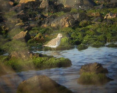 Curlew Sandpiper Curlew Sandpiper Langness, Isle of Man (Record shot)