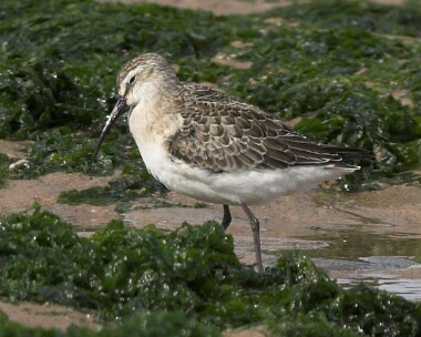 Curlew-Sandpiper1 Curlew Sandpiper Smeale, Isle of Man