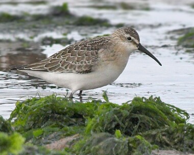 Curlew-Sandpiper2 Curlew Sandpiper Smeale, Isle of Man