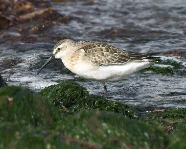 Curlew-Sandpiper3 Curlew Sandpiper Smeale, Isle of Man