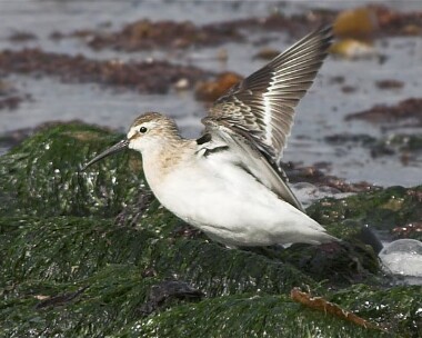 Curlew-Sandpiper4 Curlew Sandpiper Smeale, Isle of Man