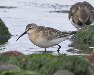 Curlew-Sandpiper5 Curlew Sandpiper Smeale, Isle of Man