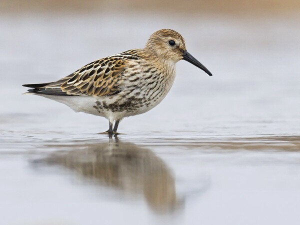Dunlin