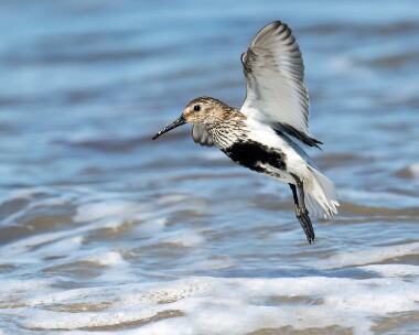 dunlin010815 Dunlin Smeale, Isle of Man