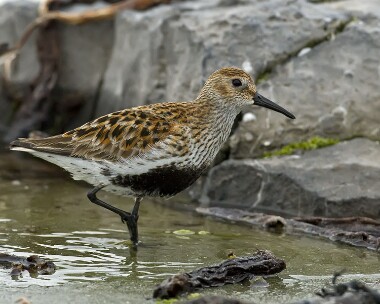 dunlin040508 Dunlin Sandwick, Isle of Man
