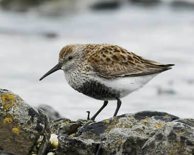 dunlin040508b Dunlin Sandwick, Isle of Man