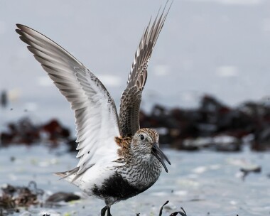 dunlin040508c Dunlin Langness, Isle of Man