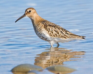 dunlin12 Dunlin Smeale, Isle of Man
