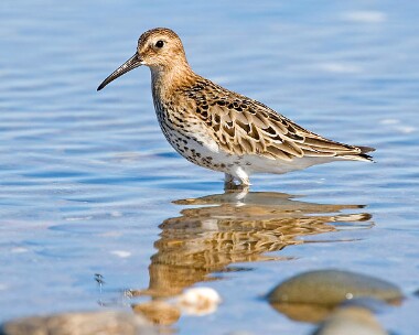 dunlin13new Dunlin Smeale, Isle of Man
