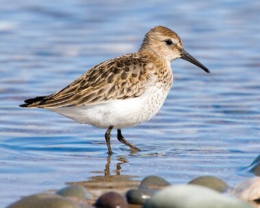 dunlin14 Dunlin Smeale, Isle of Man