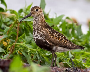 dunlin170710 Dunlin Smeale, Isle of Man