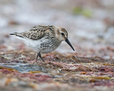 dunlin230308 Dunlin Smeale, Isle of Man