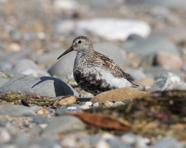 dunlin240607 Dunlin Smeale, Isle of Man