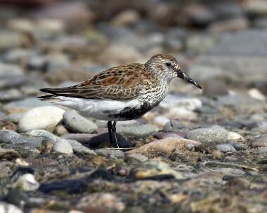 dunlin290407 Dunlin Smeale, Isle of Man