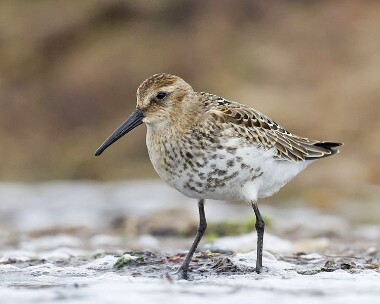 dunlin300808 Dunlin Smeale, Isle of Man