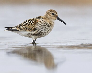 dunlin300808b Dunlin Smeale, Isle of Man
