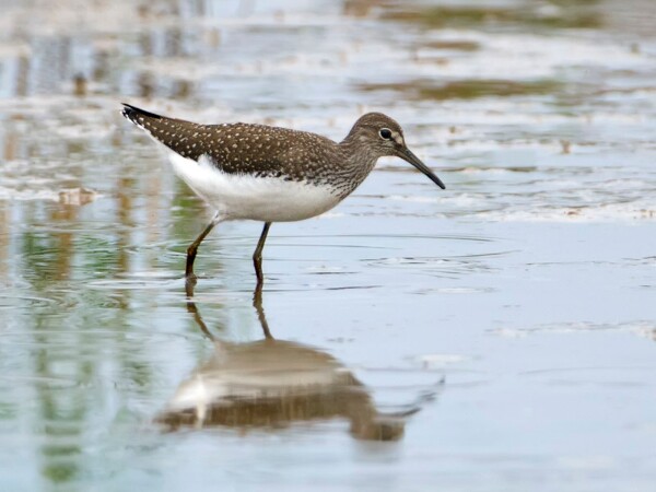 Green Sandpiper