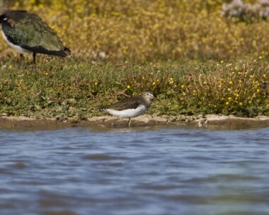 greensandpiper Green Sandpiper Cley, Norfolk (Record Shot)