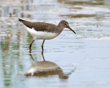 greensandpiper040911 Green Sandpiper Cley, Norfolk