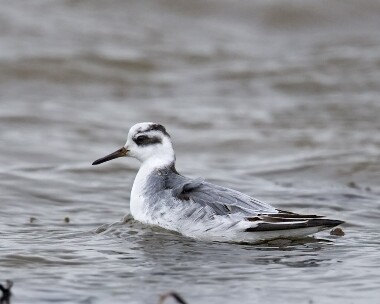 greyphalarope141108c Grey Phalarope Sandwick, Isle of Man