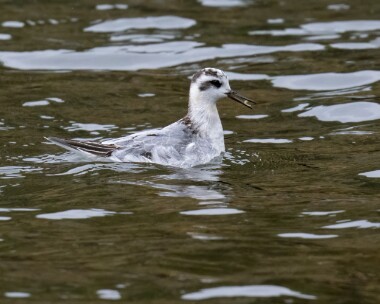 greyphalarope291022b Grey Phalarope Niarbyl, Isle of Man