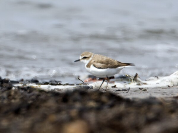 Kentish Plover