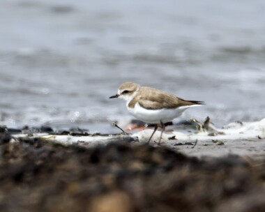 kentishplover240408 Kentish Plover Sandwick, Isle of Man (Record shot)