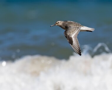 _A2A3096 Knot Smeale, Isle of Man
