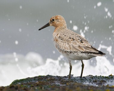 knot100508 Knot Smeale, Isle of Man