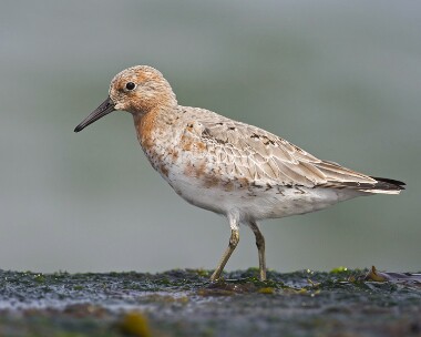 knot100508b Knot Smeale, Isle of Man