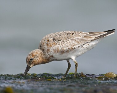 knot100508c Knot Smeale, Isle of Man