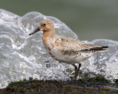 knot100508d Knot Smeale, Isle of Man
