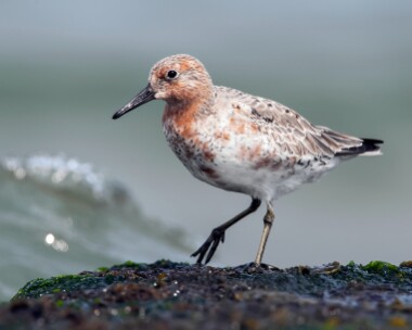 knot100508e Knot Smeale, Isle of Man