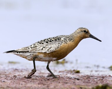 knot160709 Knot Langness, Isle of Man