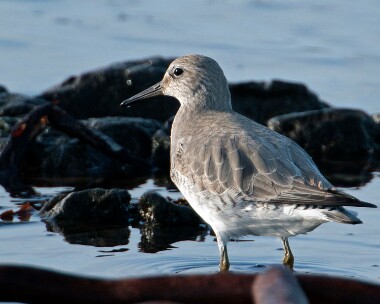 knot170110 Knot Sandwick, Isle of Man