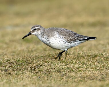 knot190212 Knot Point of Ayre, Isle of Man