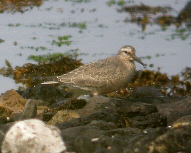 knot2 Knot Langness, Isle of Man