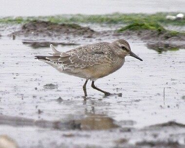 knot6 Knot Langness, Isle of Man