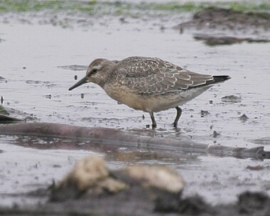 knot7 Knot Langness, Isle of Man